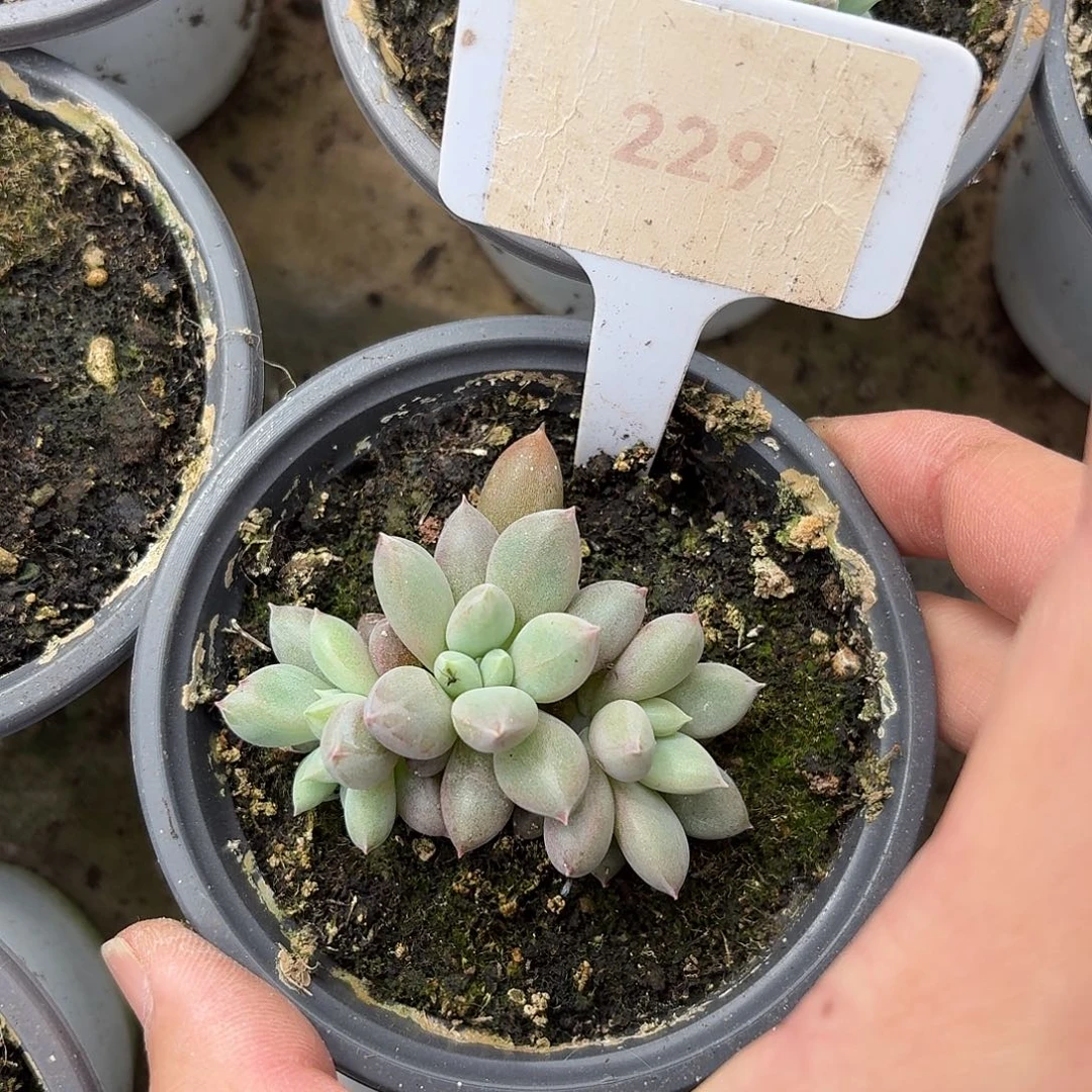 焦糖哥特萝莉123456789101112