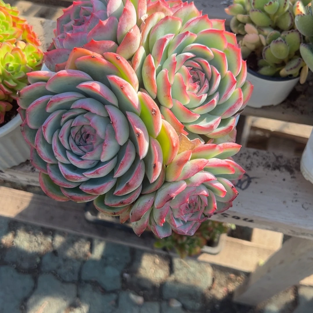 @***_侧影群生多肉植物