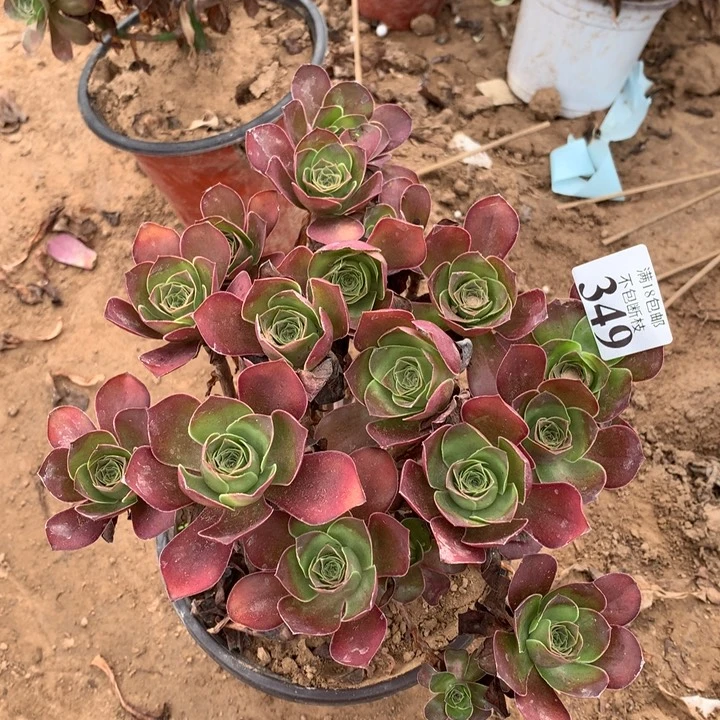 凯*锋349魅金玫瑰绣球2