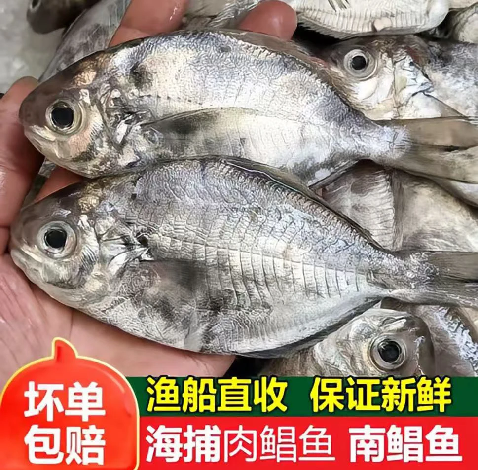 惠来神泉本港乌前5斤广东省包邮