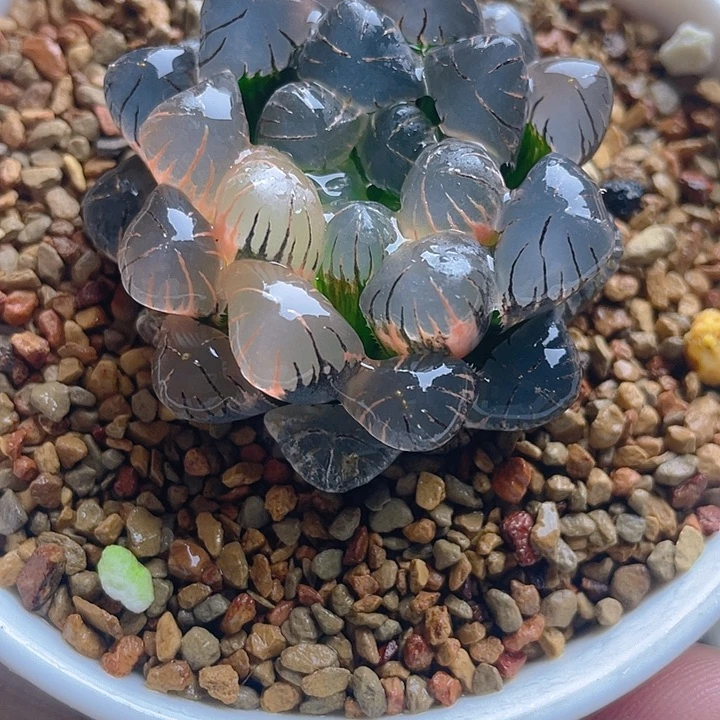 15.十二卷ob1冰灯玉露锦。