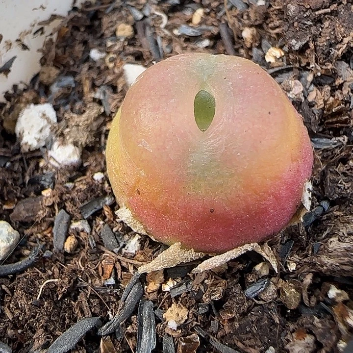 900拉登福利福利福利1.5