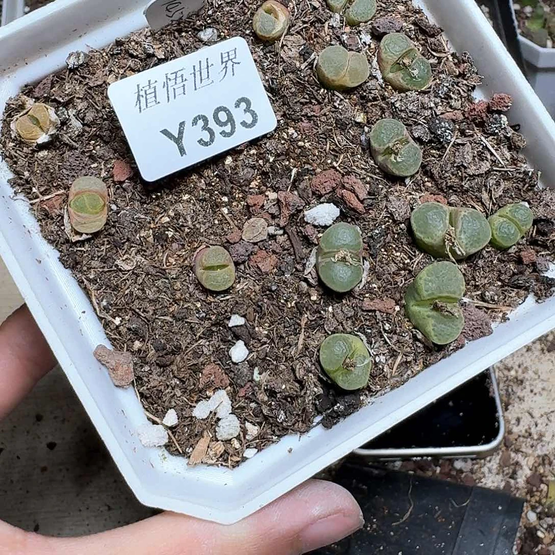393盒多肉植物哇f f
