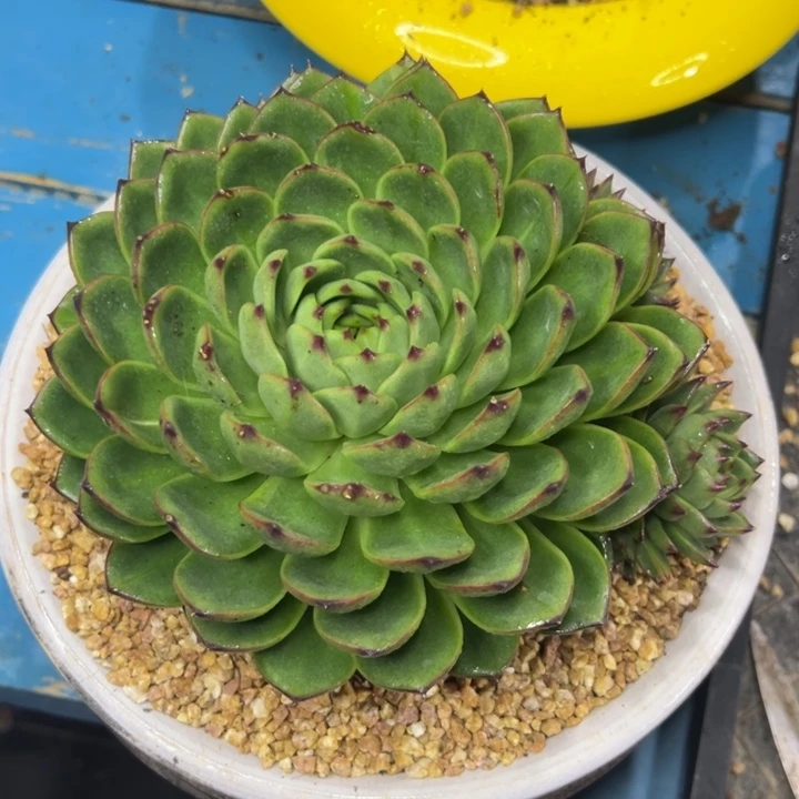 多肉植物一物一拍02