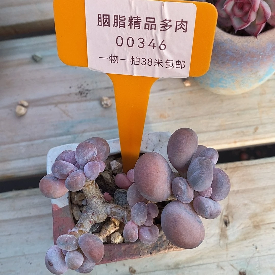 346头莉莉楼托哦哦哦哦哦哦