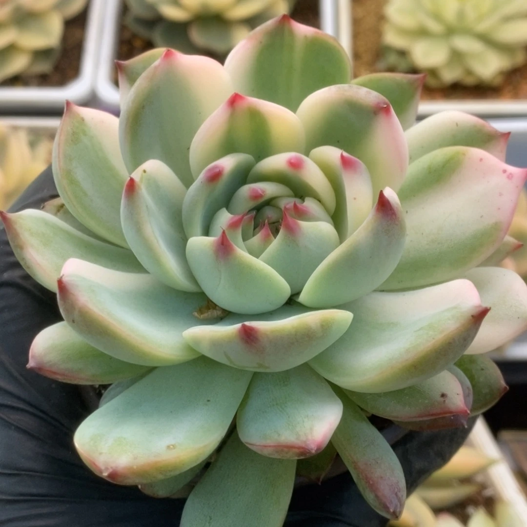 199锦锦锦锦锦锦锦锦