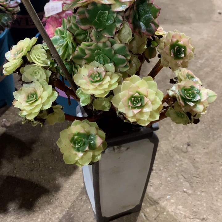 270雨荷多肉植物特价