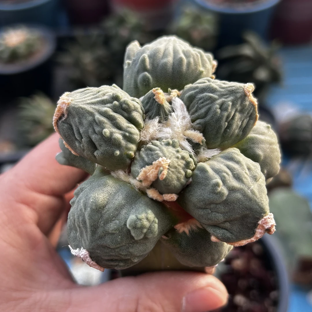 园艺仙人球/牡丹/蛋尤怒/c343