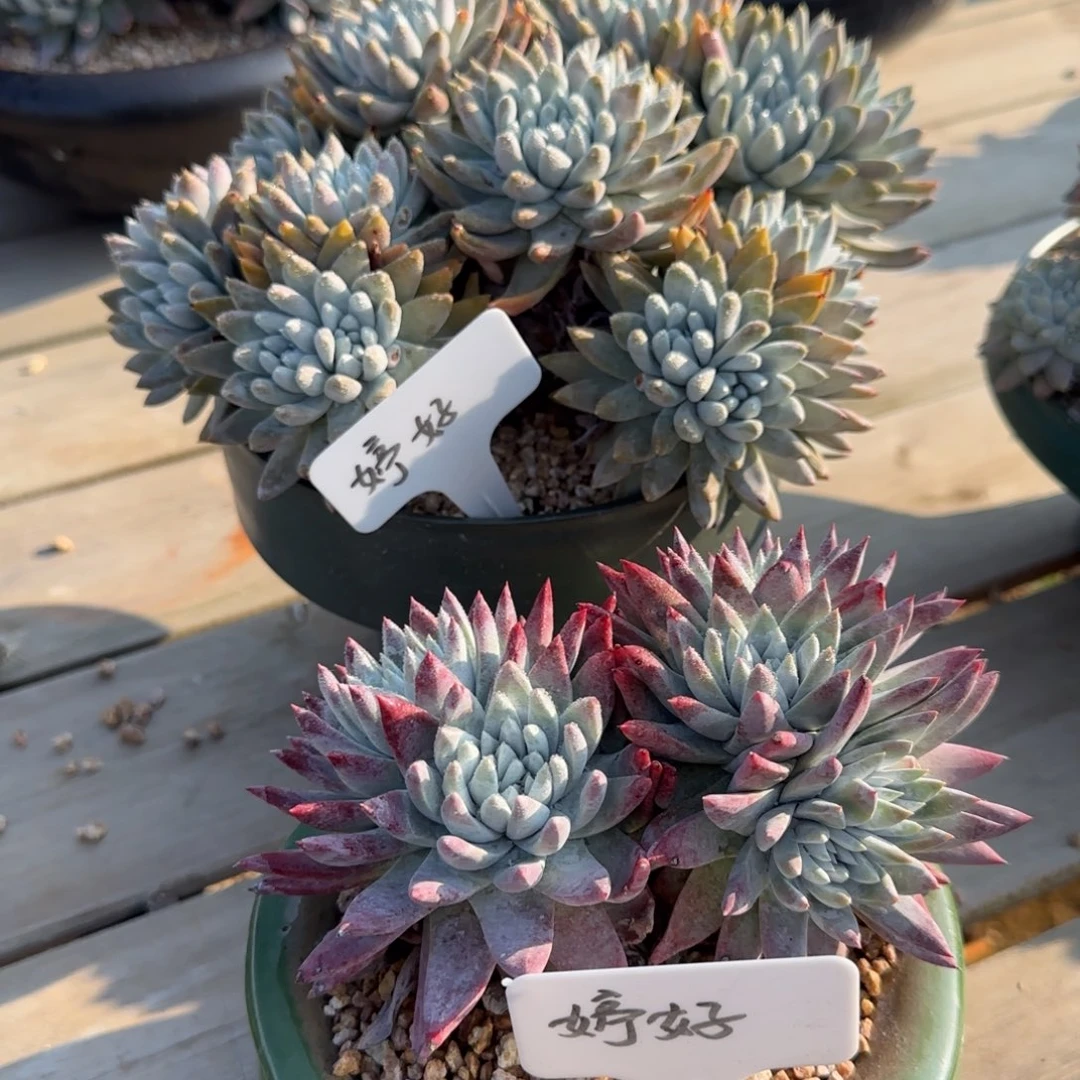 ヾ**、250223002多肉植物仙女杯婷好