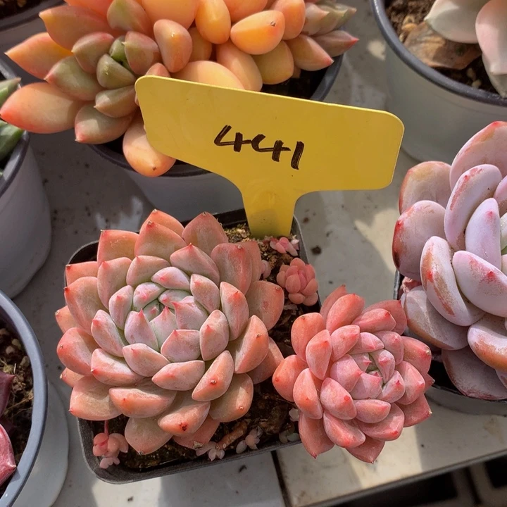 多哦日植物627373737