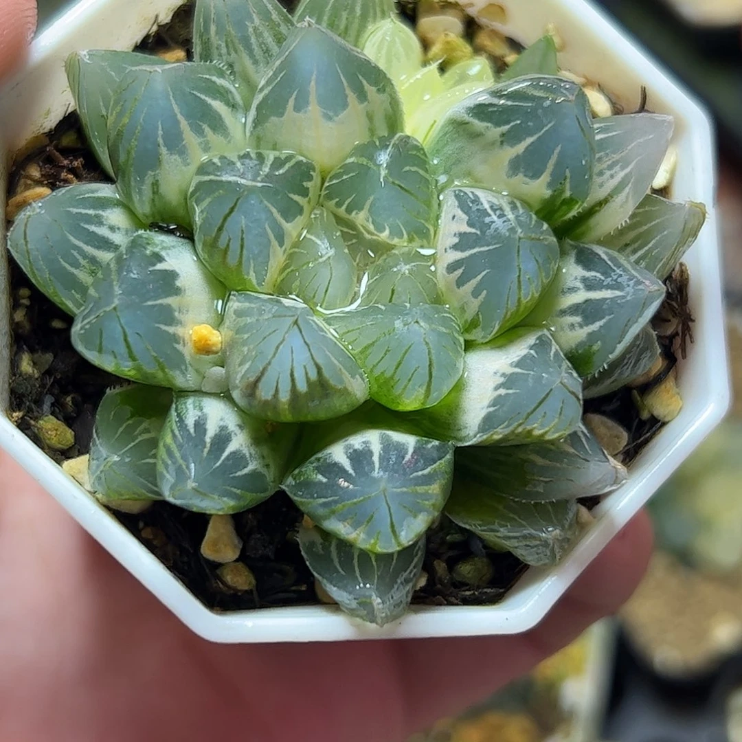 糊斑霓虹灯锦十二卷
