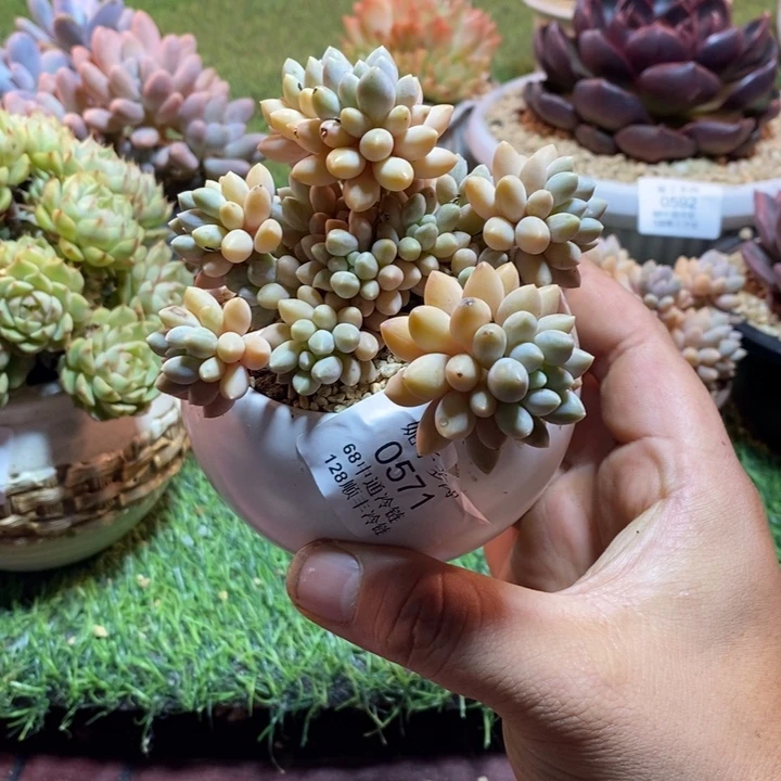 小***灵0571啊啊啊啊啊啊啊啊