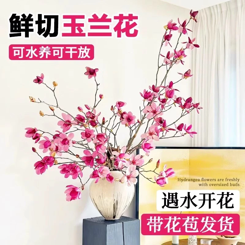 水培紫玉兰花鲜切枝带花苞干枝室内客厅桌面绿植物白玉兰花卉盆栽