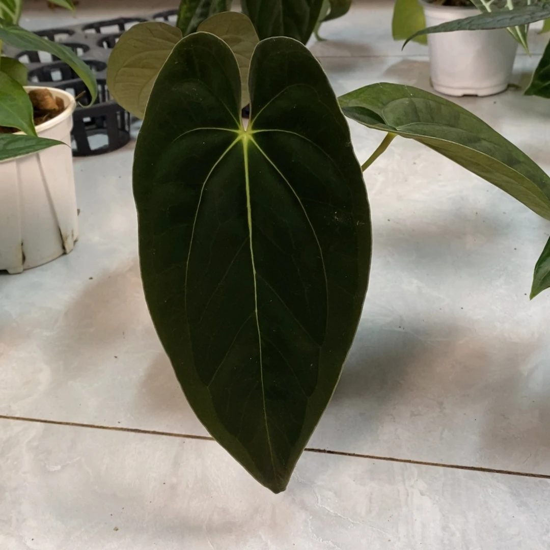 不开花植物加通湖papi
