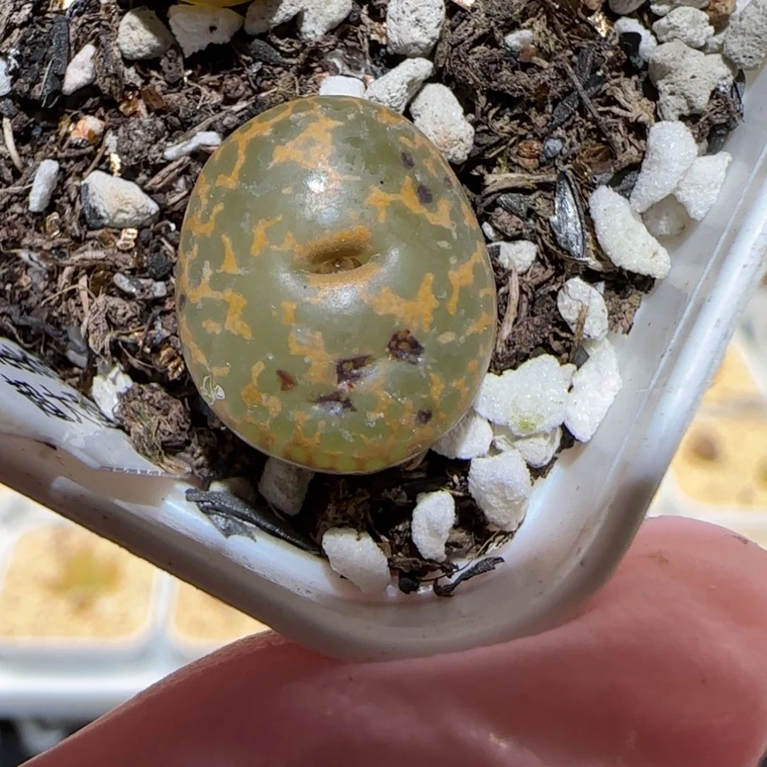 肉锥多肉植物百科-K勋100