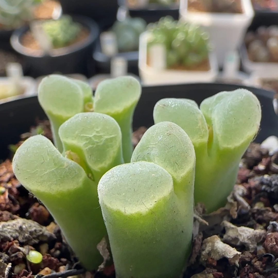 【闪购商品】7805