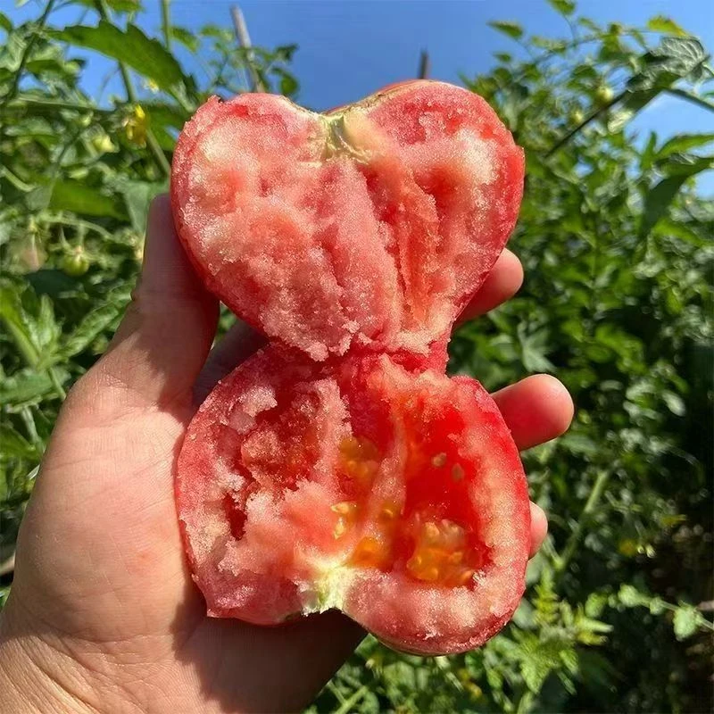 云南高山沙瓤番茄新鲜蔬菜高山露天西红柿水果5斤