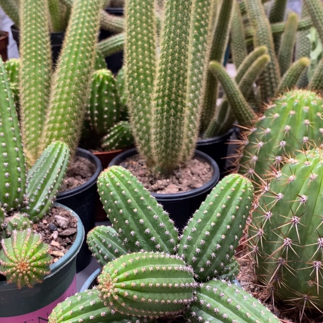 进口金妞金4群一物一拍145