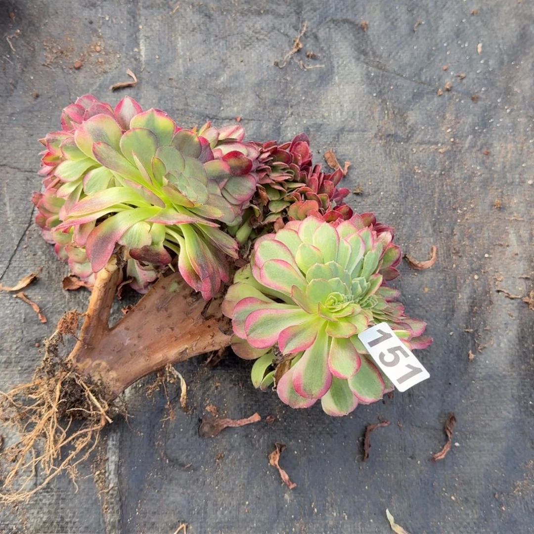 151多肉植物雨荷缀