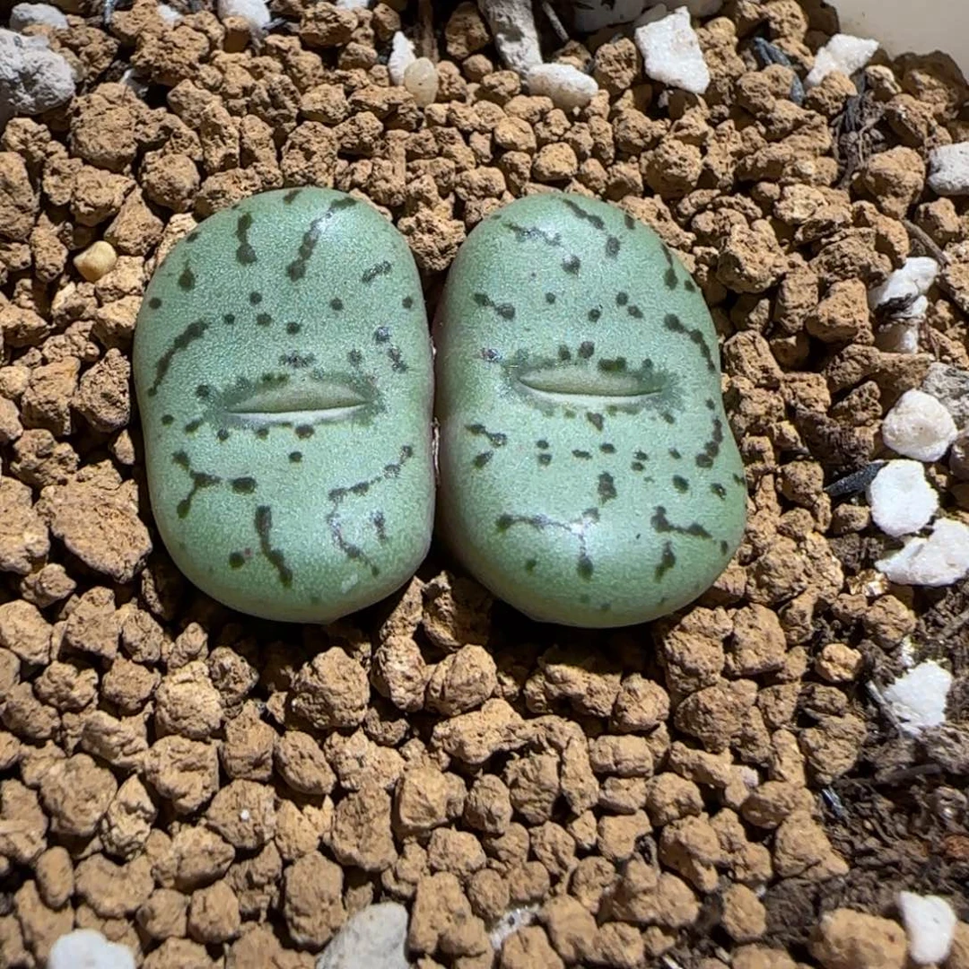 肉锥多肉植物组合-荷叶369