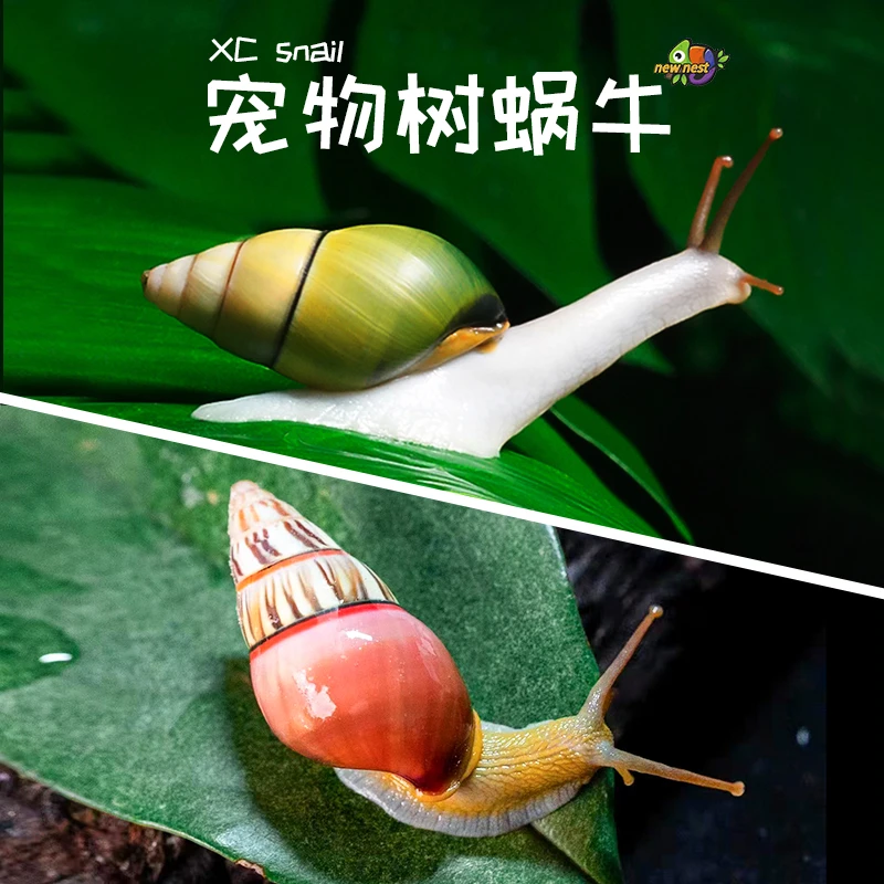 南亚宠物陆贝螺树蜗牛活体儿童学生科学实验观察教学套装白玉蜗牛