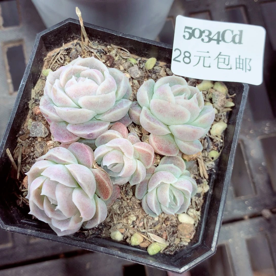 5厘米盆精控多肉5034