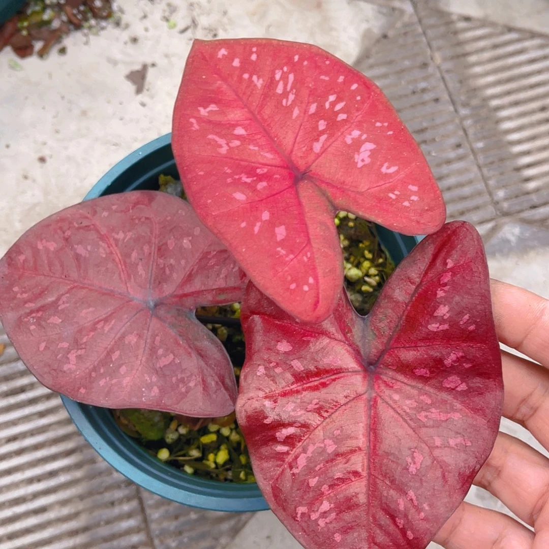 完全开放泰彩一物一拍3970