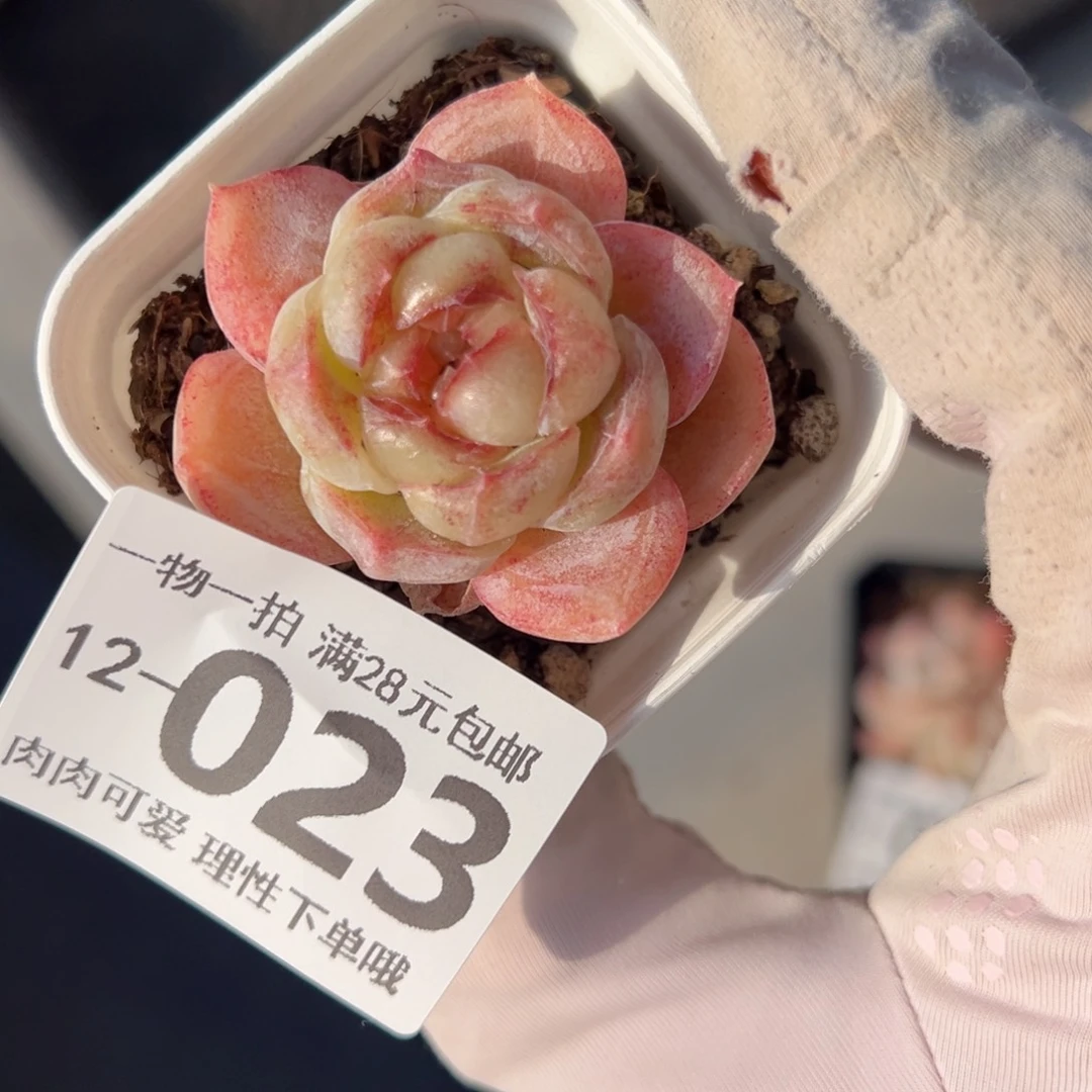 奶盖多肉多肉多肉多肉