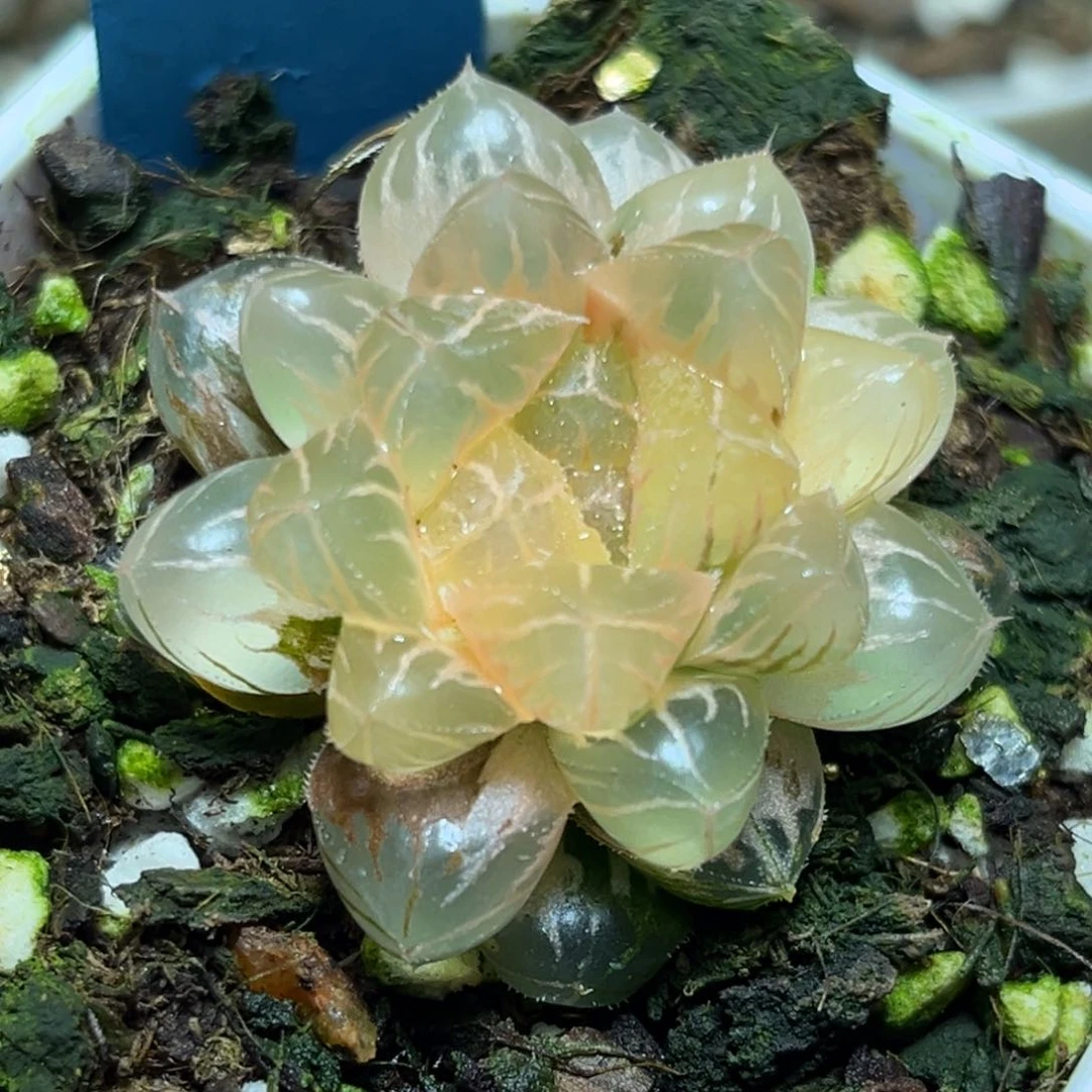 恭喜发财大吉大利啊0413