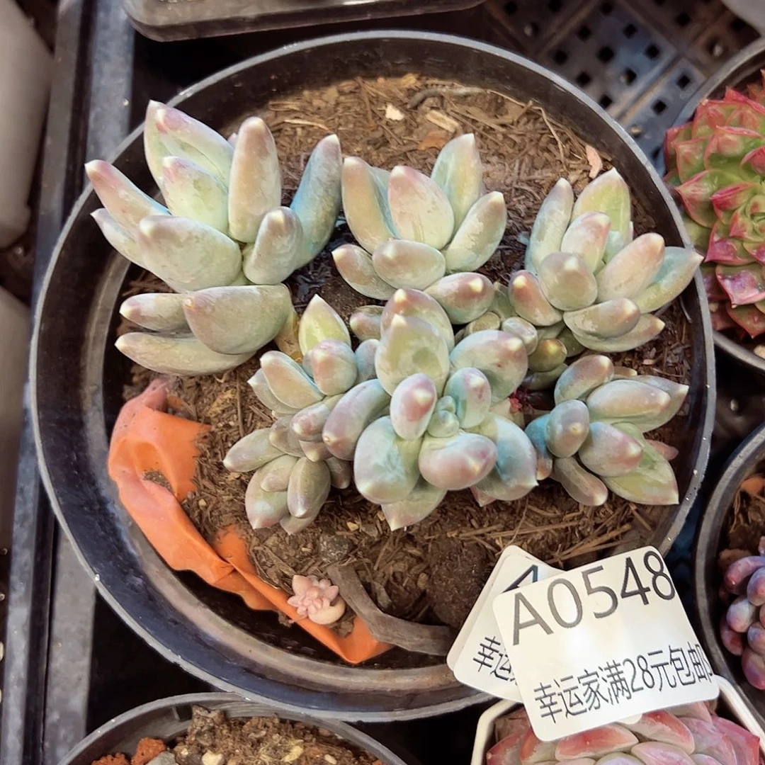 幸运的是我的朋友