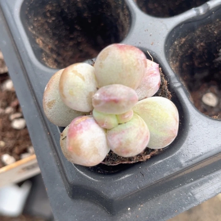 一我一拍满18包邮