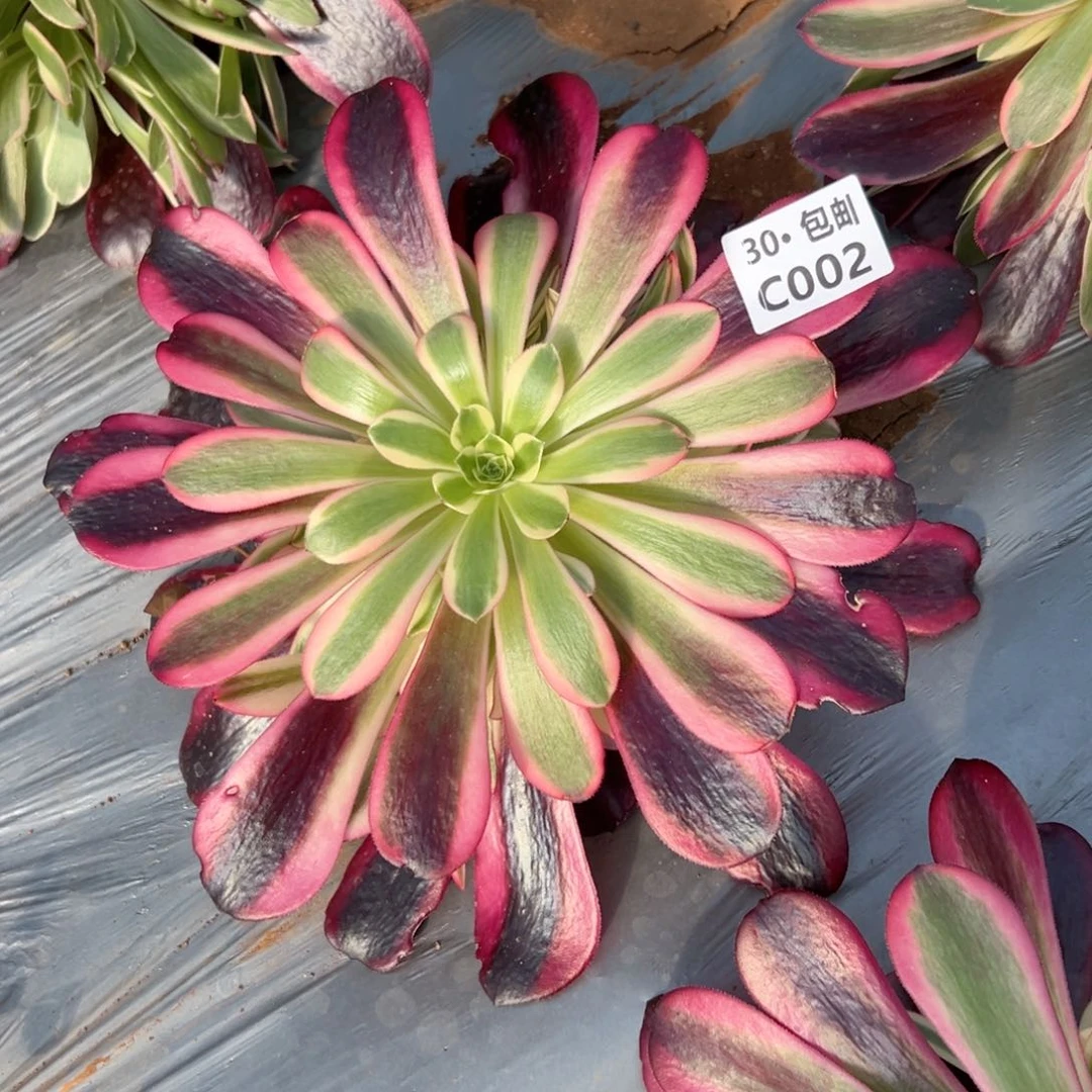 002蛇毒美杜莎法师多肉