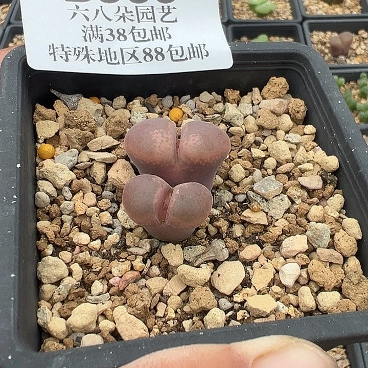 ****莉无花朵566号风铃音乐节