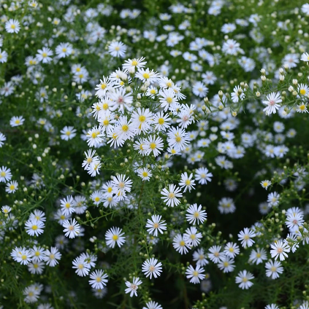 柳叶白菀多年生宿根花卉适用于庭院阳台花箱