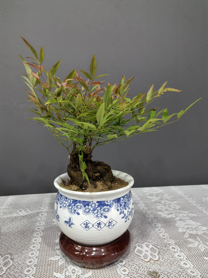 南天竹老桩盆栽室内桌面绿植四季常青好养可净化空气