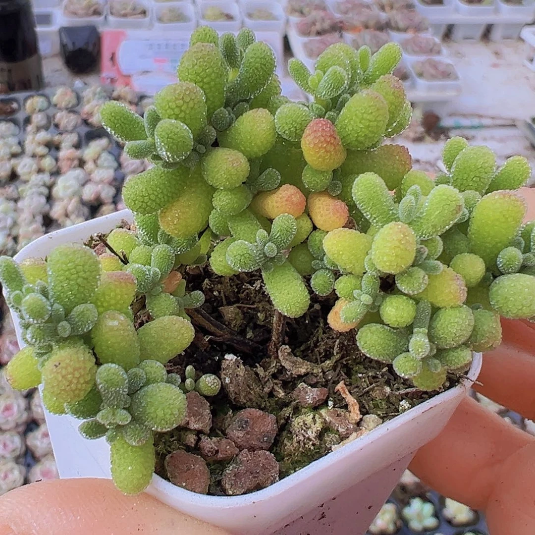 翡翠枝干19包邮多肉植物