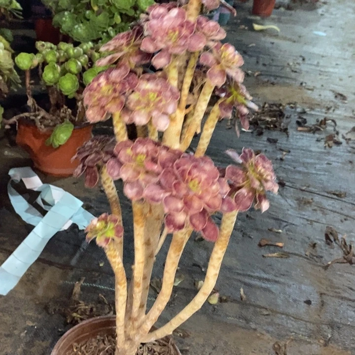 黑法多肉植物037