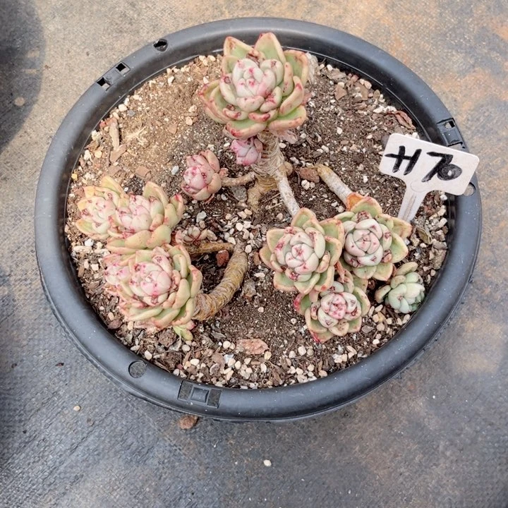 晨语多肉一物一拍+170