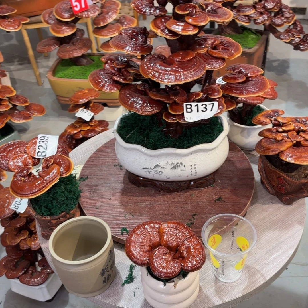 灵芝88888888888888888