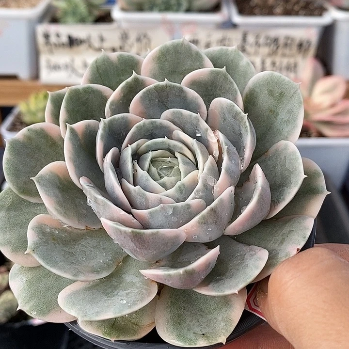 0608 绿体昂斯诺锦