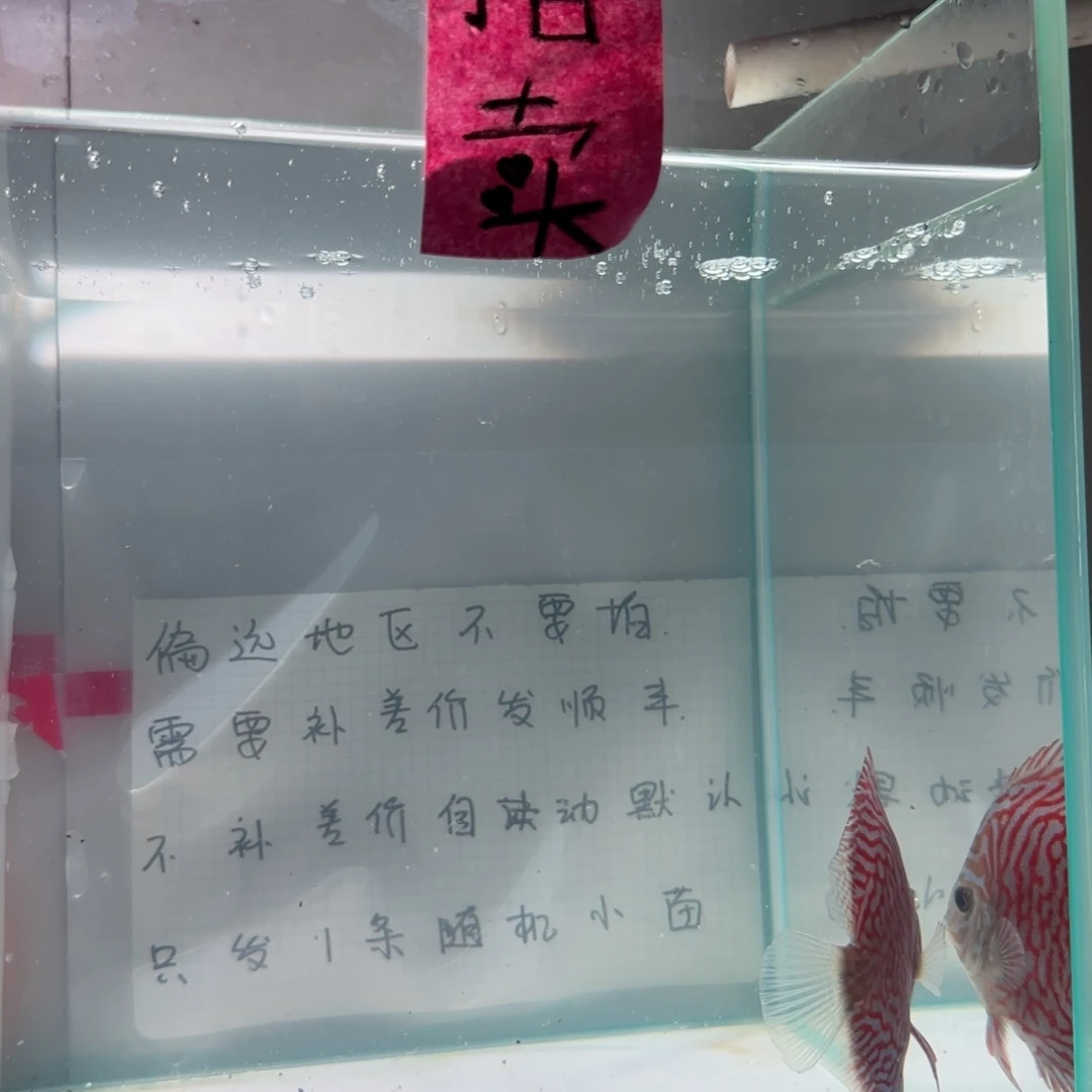 七彩神仙鱼肉身7-8左右，偏远地区不要拍