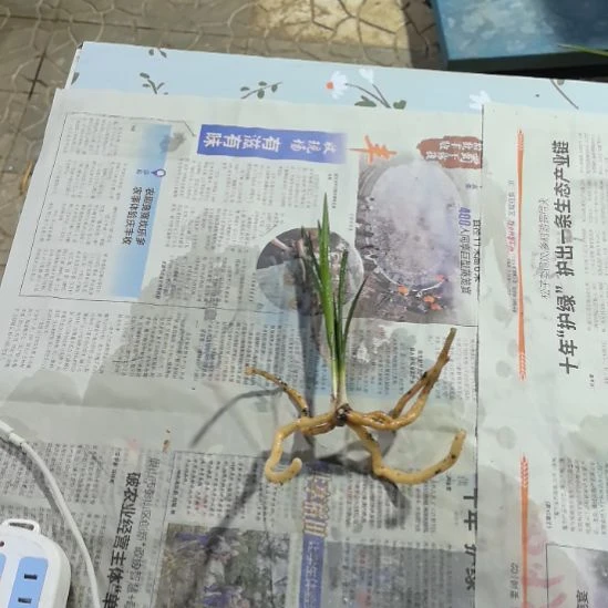 完全开放旗云引种