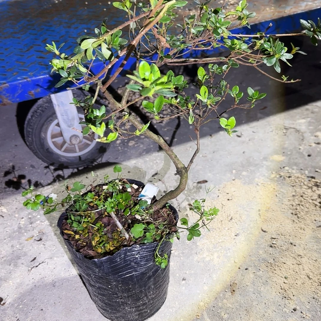 无花朵铃之誉有花朵