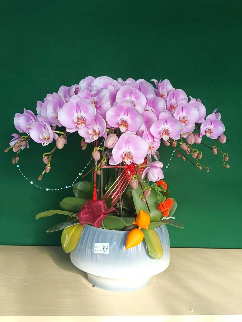 年宵花蝴蝶兰  大花型  美滋滋