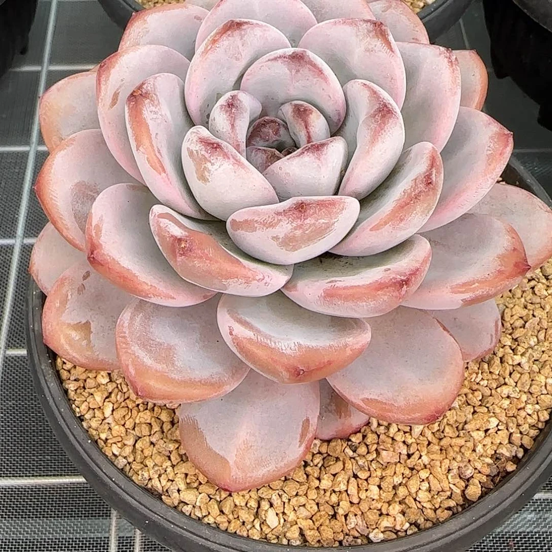 从前慢花园精选星星雪