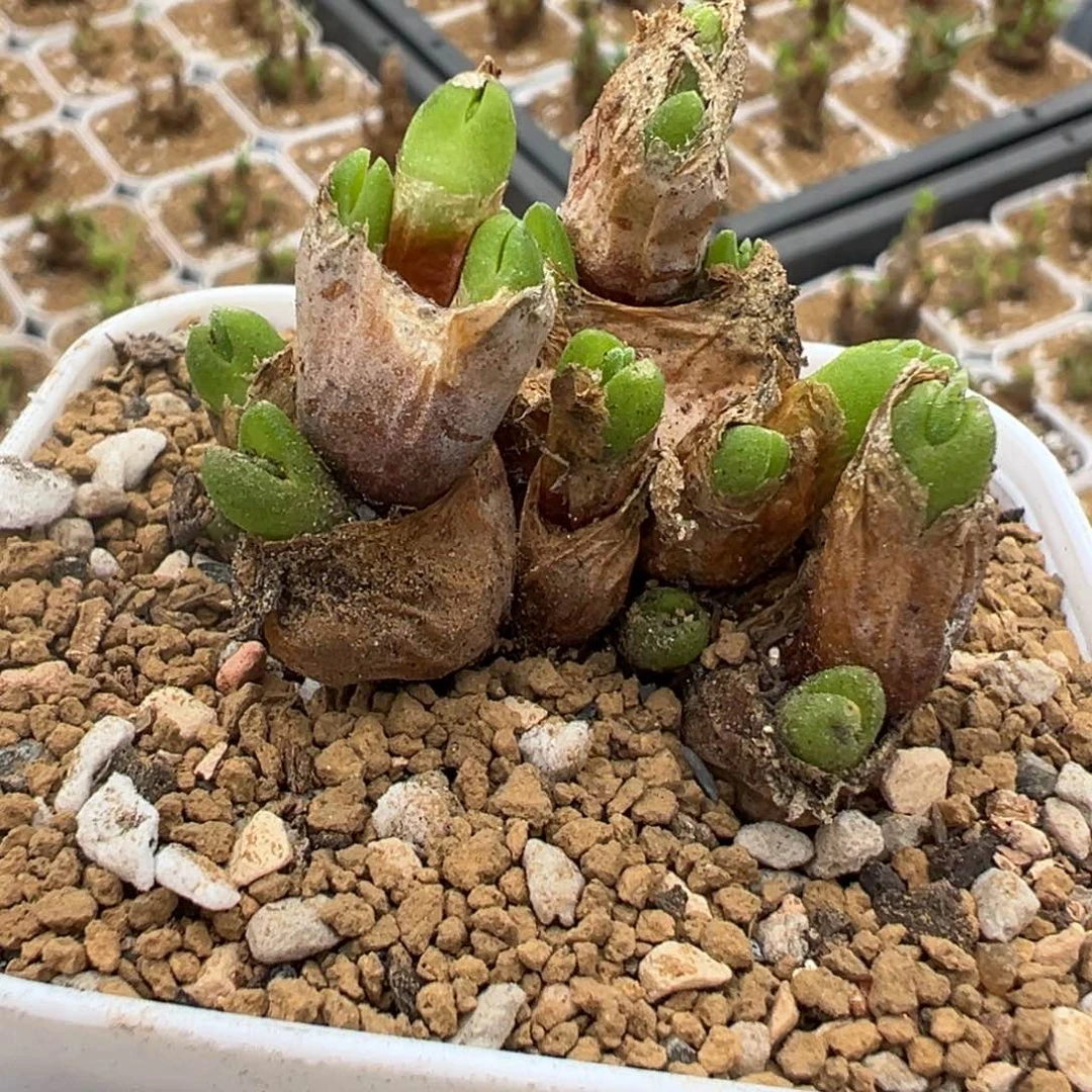 563多肉植物种类多样