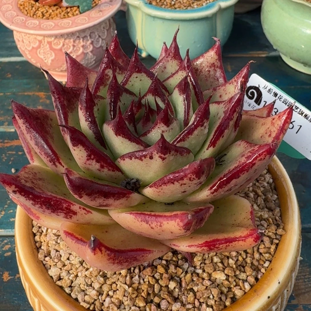 从前慢多肉精选编号1230.61