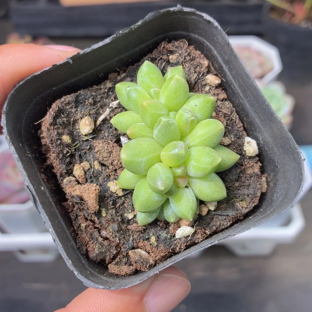 千代田多肉9.9包邮发货