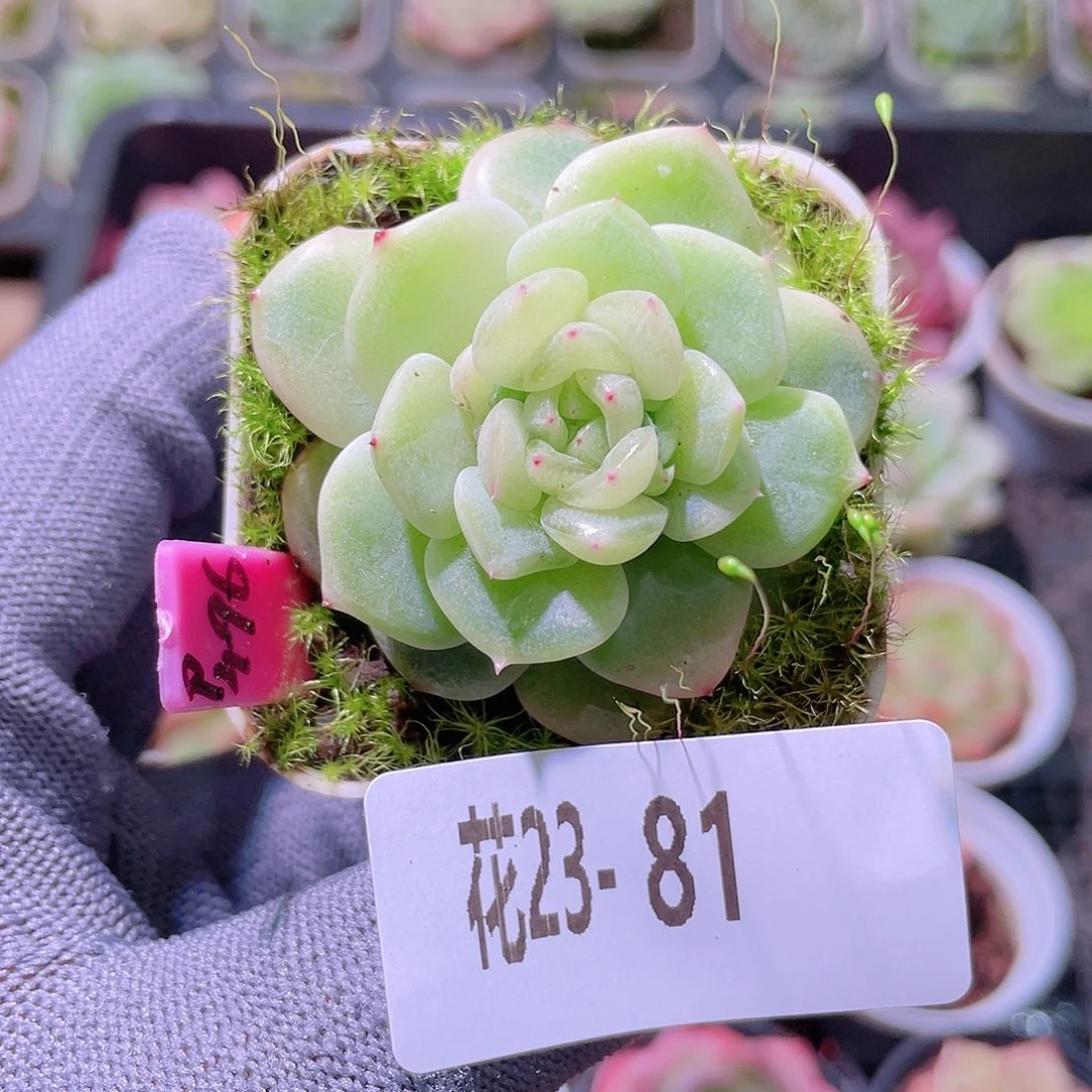 花利美23-81珍妮