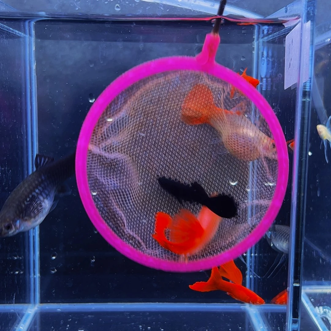 孔雀鱼血红缎带大c1对母鱼带肚